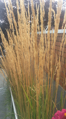Calamagrostis × acutiflora