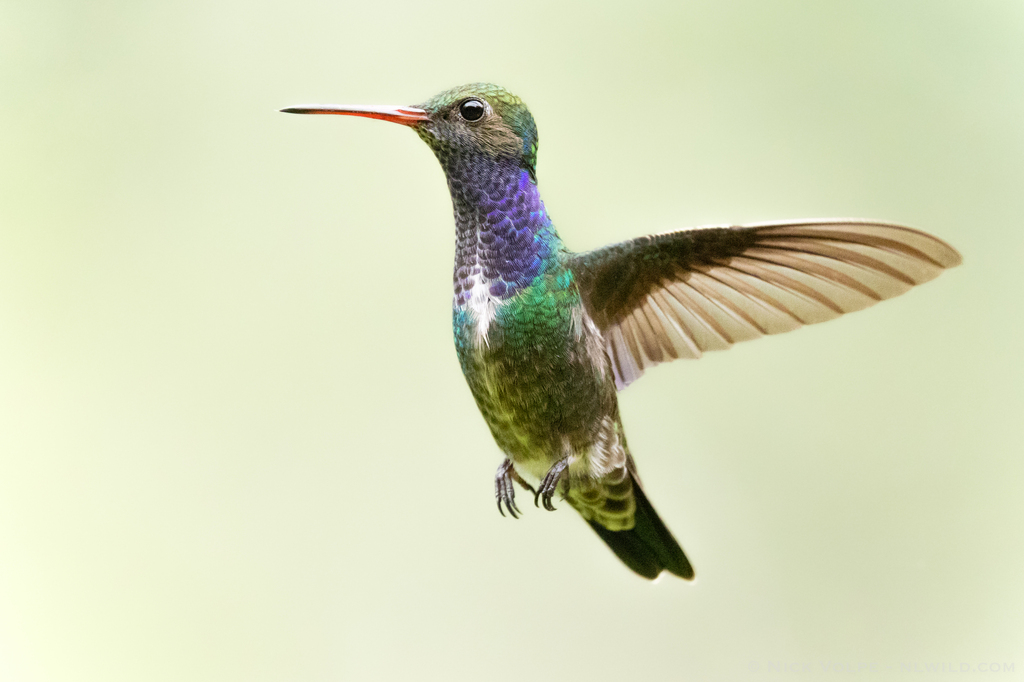 Sapphire-spangled Emerald photo