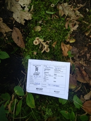 Lactarius griseus