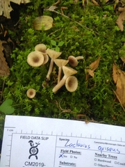 Lactarius griseus