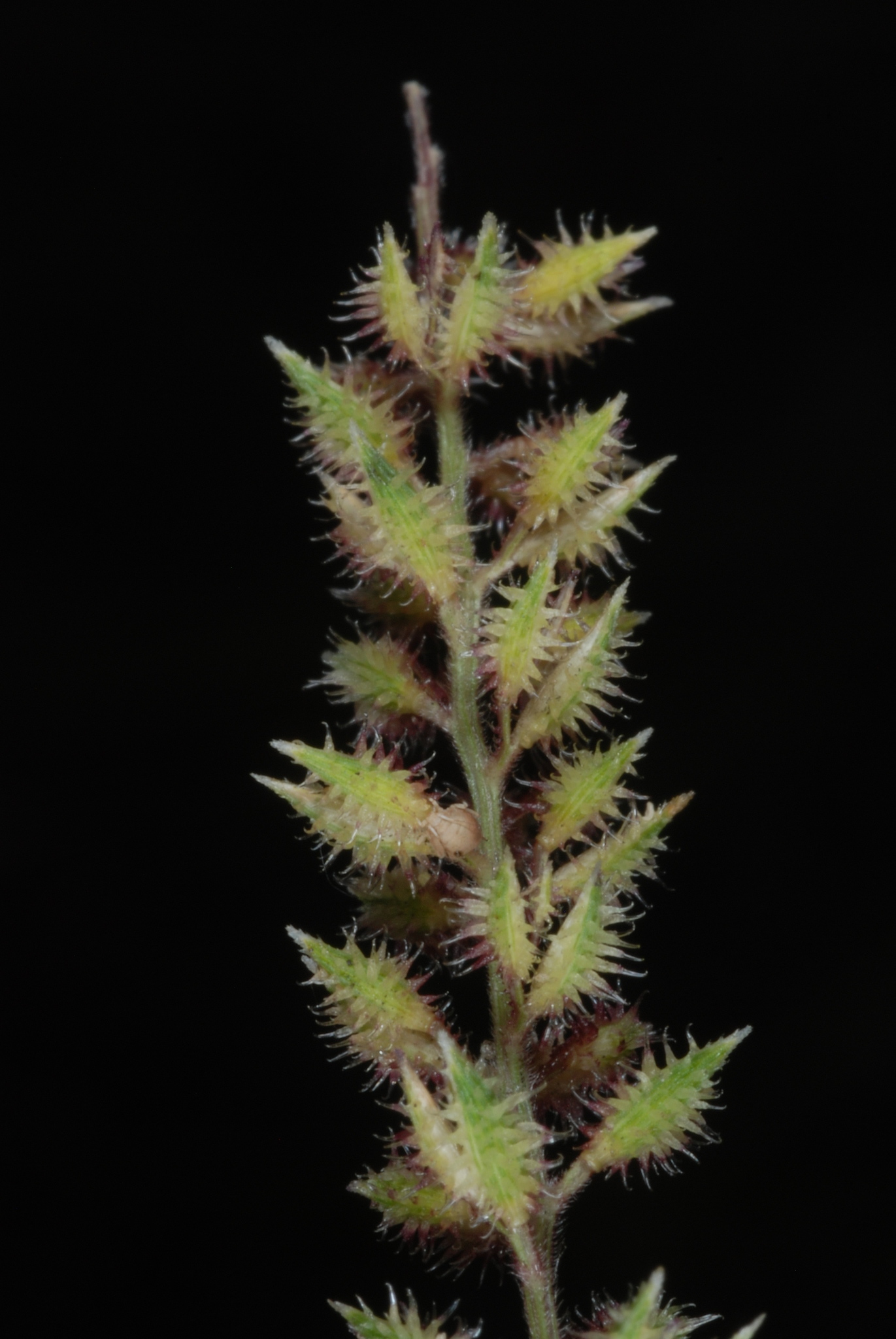 Tragus racemosus