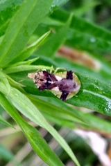 Phymata americana americana
