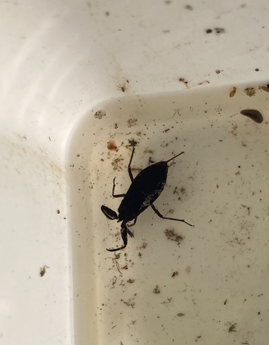 Photo of Eurasian Water Scorpion (Nepa cinerea)