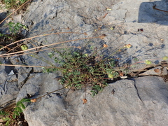 Sanguisorba minor balearica