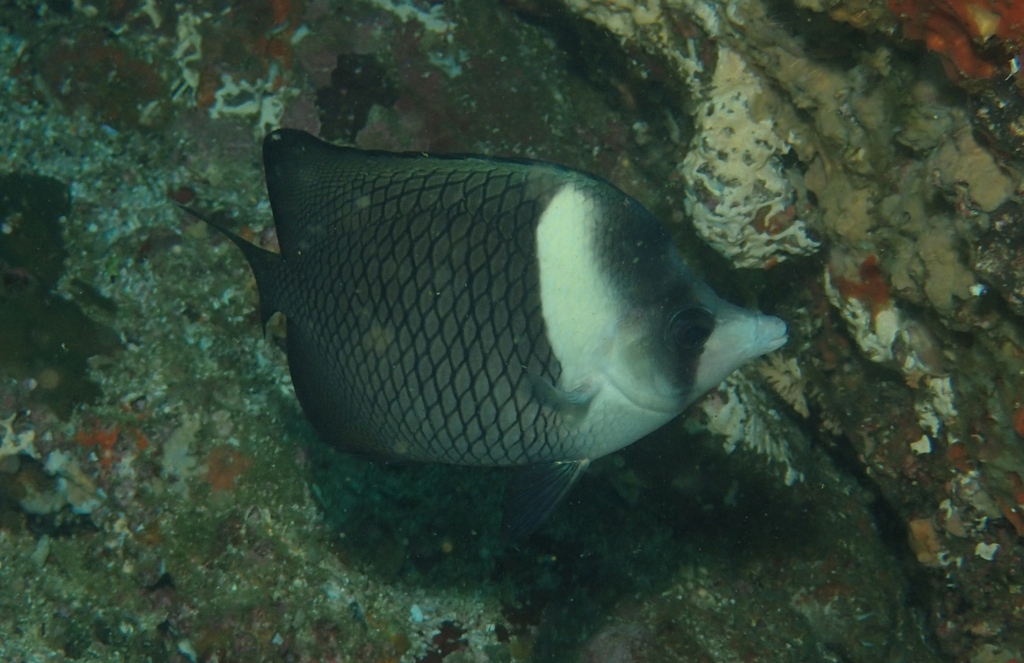 Oman butterflyfish (Chaetodon dialeucos) — Chaetodontidae