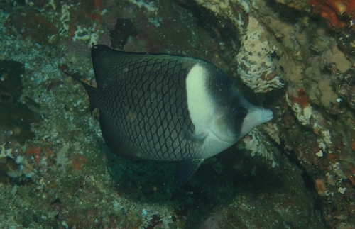 Oman butterflyfish (Chaetodon dialeucos) — Chaetodontidae