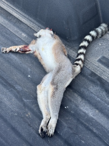 Ring-tailed Lemur, Texas, US, photo 9 of 10