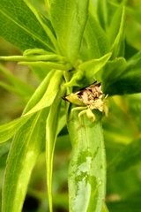 Phymata americana americana