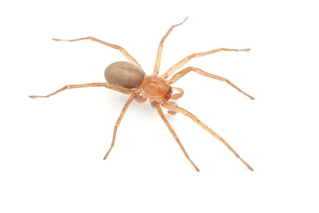 Titiotus shantzi
