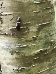 Stropenron hieroglyphica