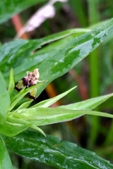 Phymata americana americana