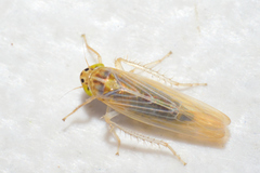 Dalbulus elimatus
