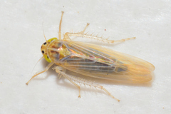Dalbulus elimatus