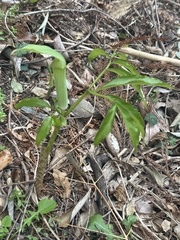 Arisaema yamatense, photograph 岸本年郎, CC BY, iNaturalist via GBIF