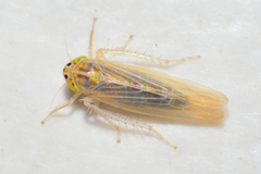 Dalbulus elimatus