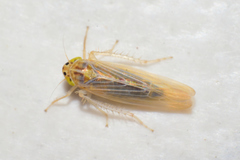 Dalbulus elimatus