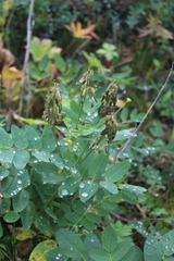 Astragalus frigidus