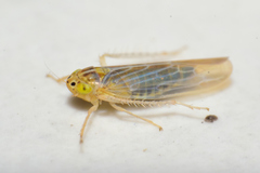 Dalbulus elimatus