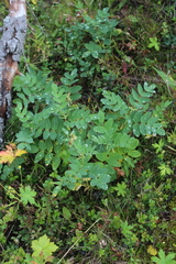 Astragalus frigidus