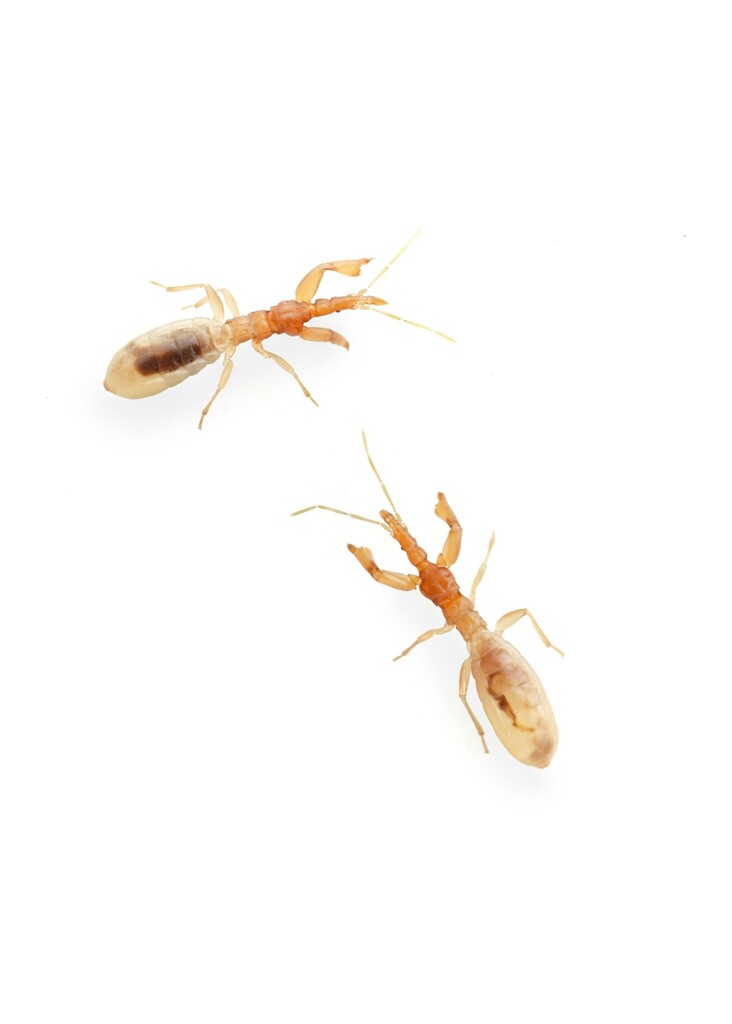Hymenocoris formicinus