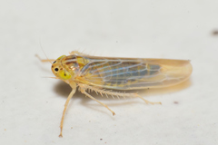 Dalbulus elimatus