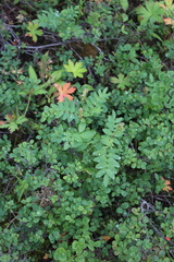 Astragalus frigidus