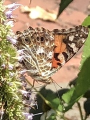 Vanessa cardui