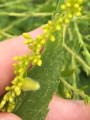 Rhopalomyia anthophila