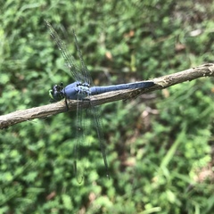 Erythemis simplicicollis