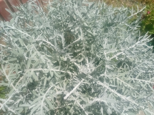 Ambrosia arborescens (Ambrosia arborescens)