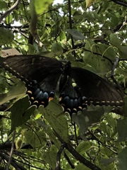Papilio glaucus