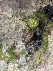 West Indian Green Chiton