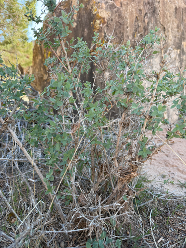 Desert snowberry (Symphoricarpos longiflorus)