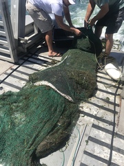 Bathytoshia centroura