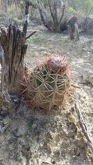 Melocactus lemairei
