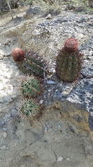Melocactus lemairei