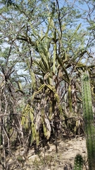 Leptocereus paniculatus