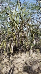 Leptocereus paniculatus