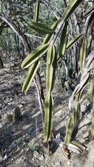 Leptocereus paniculatus