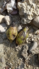 Leptocereus paniculatus