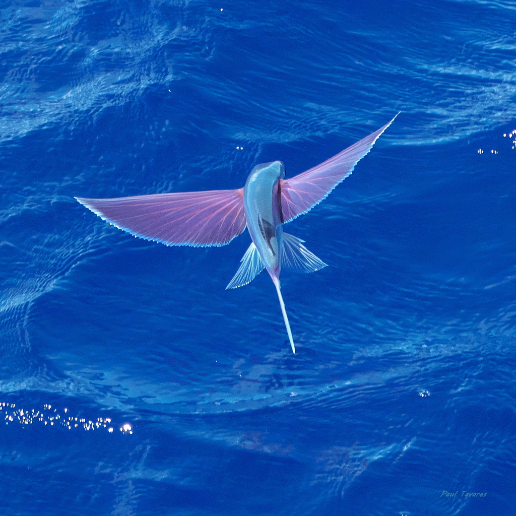 Bearded flyingfish (Cheilopogon cyanopterus) — Exocoetidae