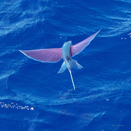 Bearded flyingfish (Cheilopogon cyanopterus) — Exocoetidae