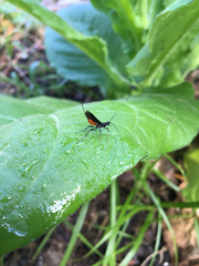 Braconinae