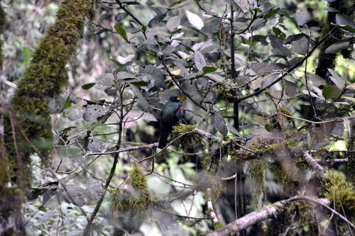 Masked Trogon