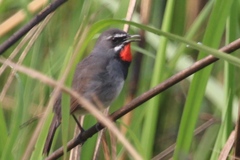 Calliope tschebaiewi