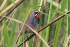 Calliope tschebaiewi