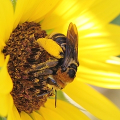 Svastra obliqua obliqua