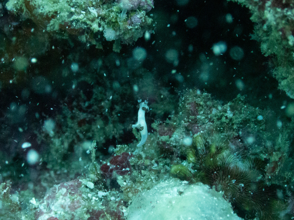 Trapania darvelli