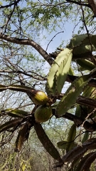 Leptocereus paniculatus