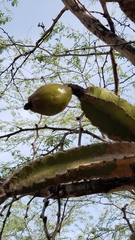 Leptocereus paniculatus
